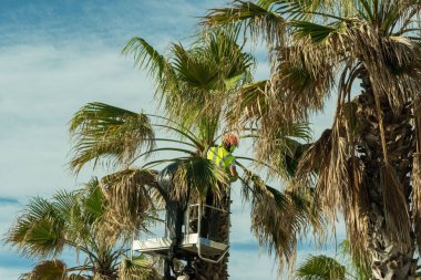 Bir işçi ağaçların dallarını kesiyor.