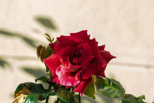 Une Grande Rose Rouge Sur Mur Fond Blanc — Photo