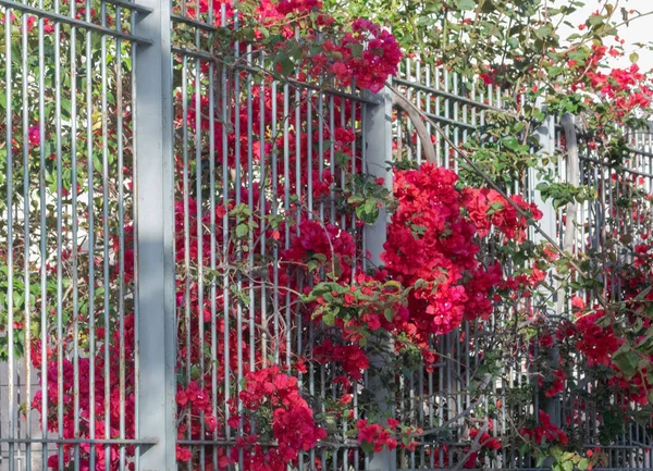 Red flowers, green foliage   the fence