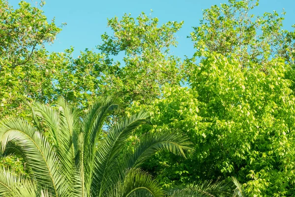 Solgrön Vår Lövverk Blå Himmel — Stockfoto