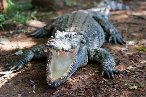 Szája aligator van nem törzs — Stock Fotó