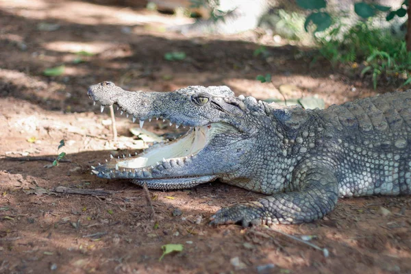 Aligator nyitott száj és a ragadozó — Stock Fotó