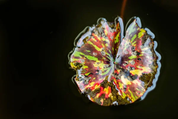 Экзотический многоцветный лист лотоса рояля — стоковое фото