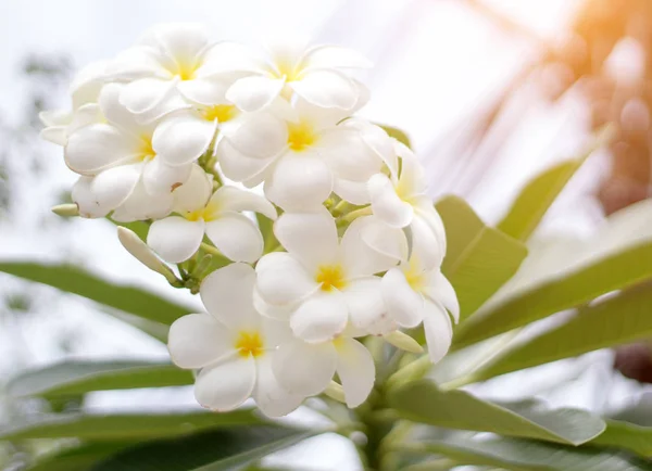 Flor frangipani en rama — Foto de Stock