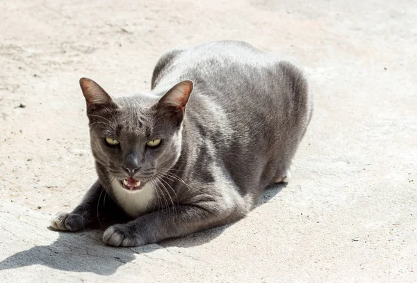 Stray cat watching camera — Stock Photo, Image