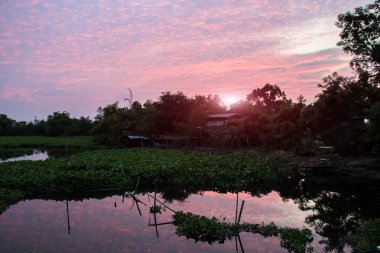 manzara kırsal yaşam gölet su sümbül