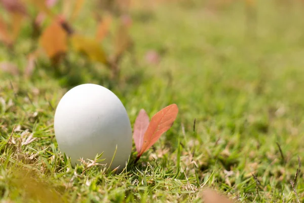 Egg on grass of easter concept — Stock Photo, Image