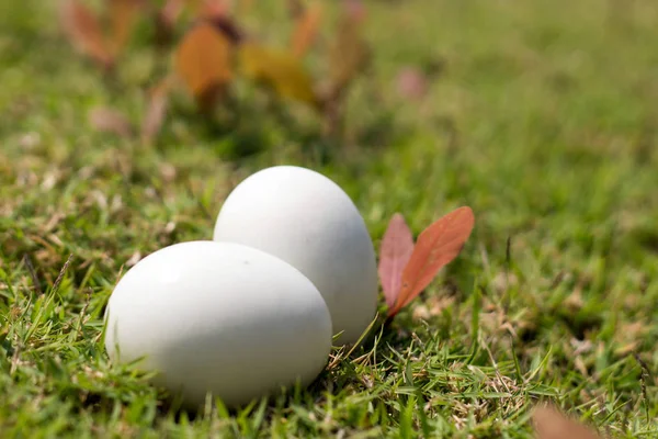 Egg on grass of easter concept — Stock Photo, Image