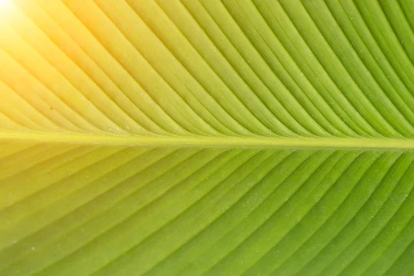 Green texture elephant ear leaf — Stock Photo, Image