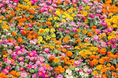 Mix renk papatya çiçek bush