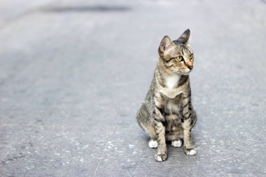 sokak kedisi instinc hayatta kalma