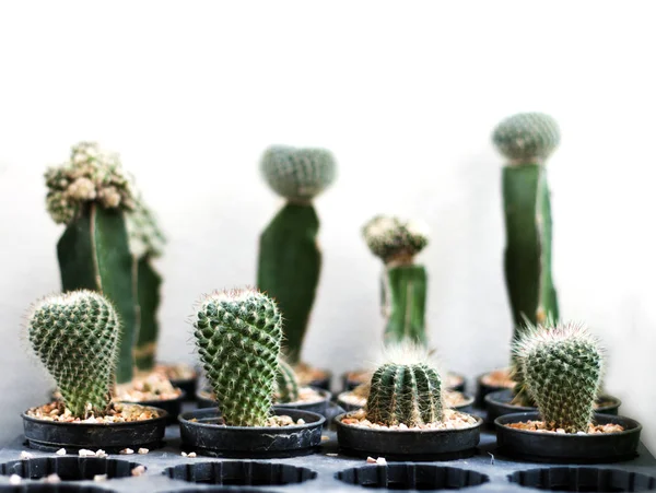 Cactus roll in tuin — Stockfoto