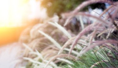 uzun kuyruk çimen çiçek ve Bahçe bulanıklık