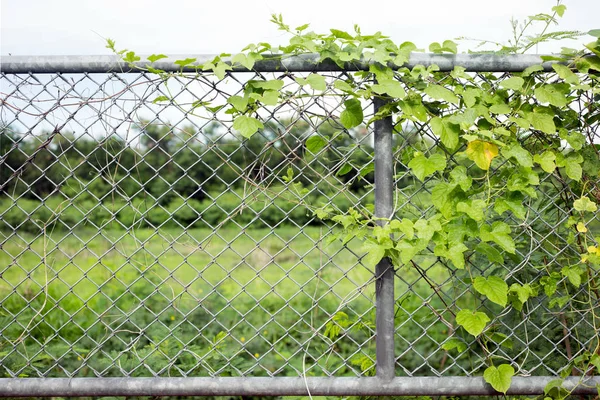 green ivy on iron net fence barrier