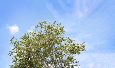 Mavi gök yeşil ağaç