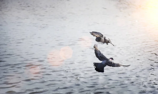 Pegion volando en cielo despejado — Foto de Stock