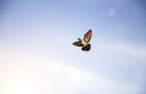 Pegion che vola su cielo limpido — Foto Stock