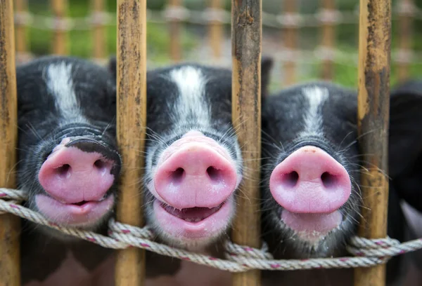 siyah ve beyaz bebek domuz burun