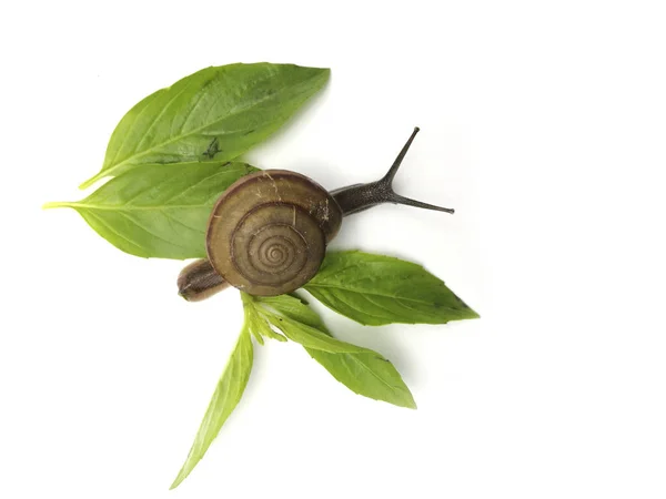 Caracol andando sobre branco — Fotografia de Stock