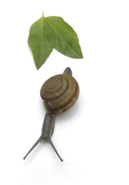 Caracol andando sobre branco — Fotografia de Stock