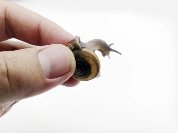 Caracol de captura manual — Fotografia de Stock