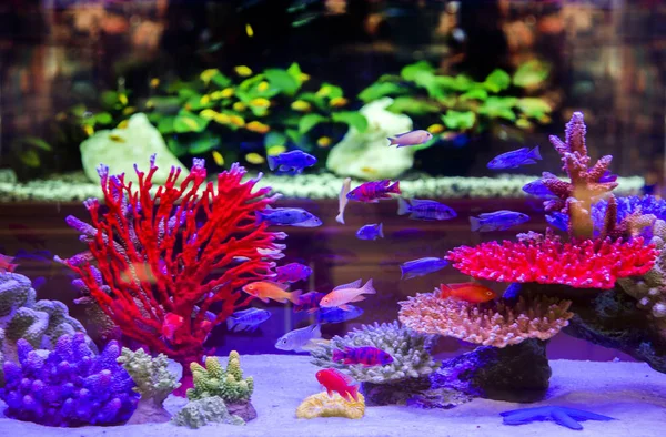 Fischaquarium in violettem Licht — Stockfoto