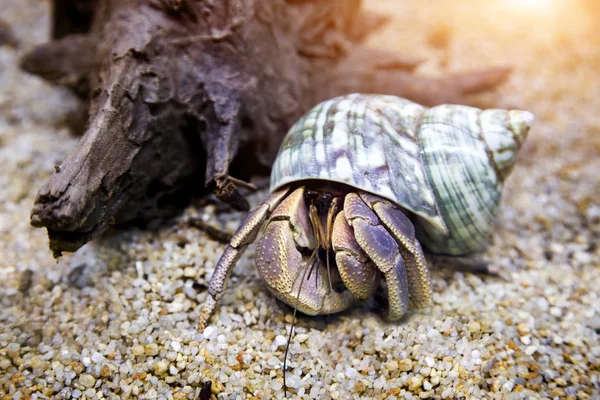 Hermit crab exotic pet in aquarium — Stock Photo, Image