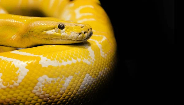 Python snake black background — Stock Photo, Image