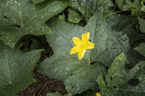 Yellow flower watermelon — Stock Photo, Image