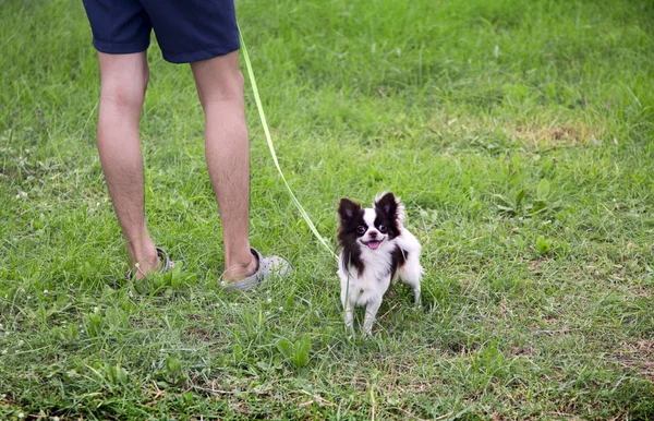 Мини собака и человеческие ноги — стоковое фото