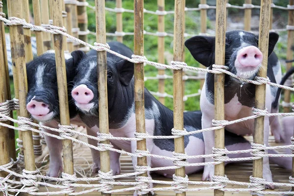 siyah ve beyaz bebek domuz kafeste