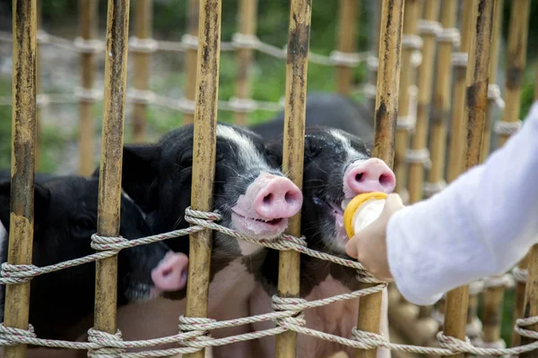 Bebe Cochon Noir Et Blanc En Cage Image Libre De Droit Par Yanukit C