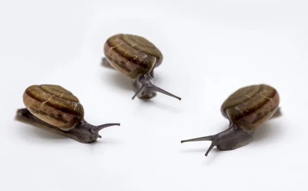 Caracol andando sobre branco — Fotografia de Stock