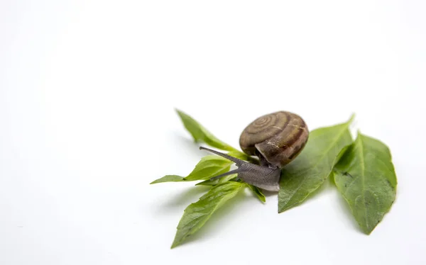 Caracol andando sobre branco — Fotografia de Stock