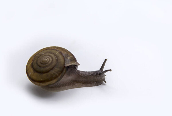 snail walking on white