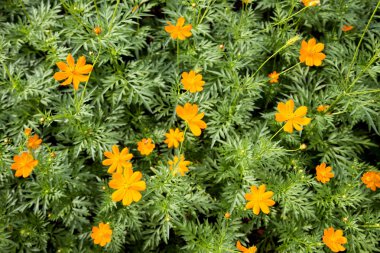 Sarı papatya çiçeği