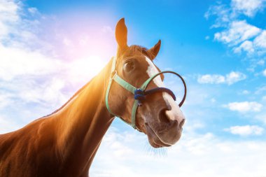 spor oyunu yarış ip ile at başkanı