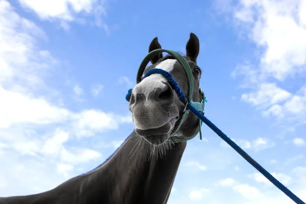 Faccia di cavallo da corsa — Foto Stock