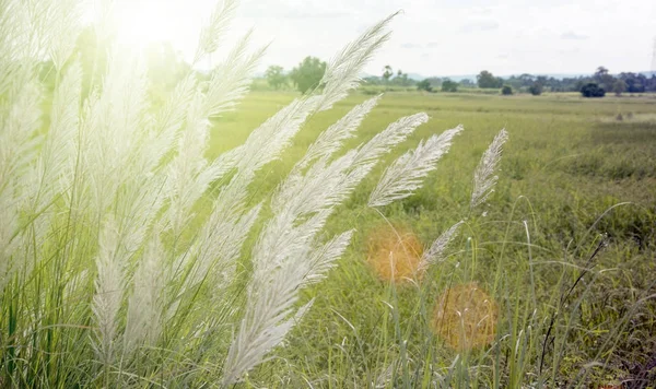 High grass flower on field — Stock Photo, Image