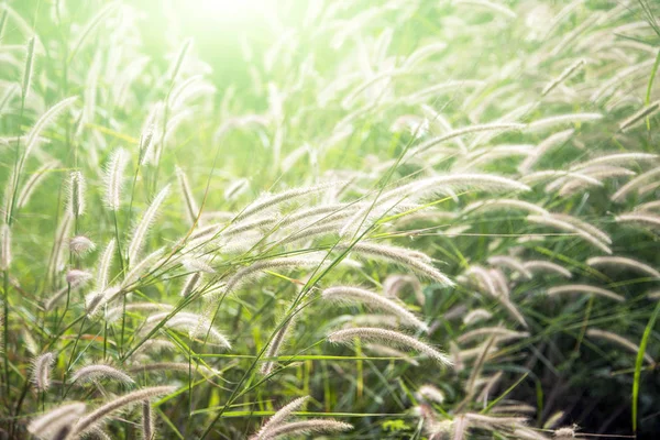 High grass flower on field — Stock Photo, Image