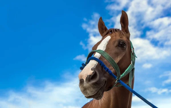 Kopf des Pferdes mit Seil im Rennsport Spiel — Stockfoto