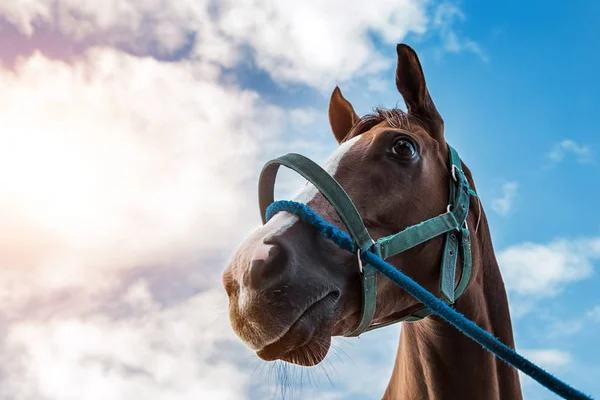Testa di cavallo con corda nel gioco di sport da corsa — Foto Stock