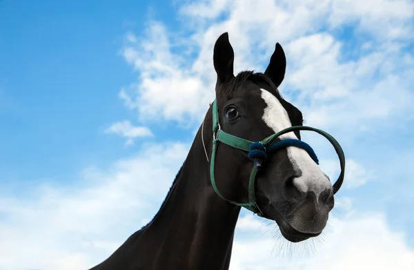 Testa di cavallo con corda nel gioco di sport da corsa — Foto Stock