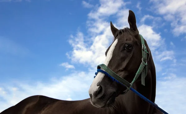 Testa di cavallo con corda nel gioco di sport da corsa — Foto Stock