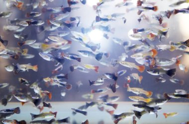 mini balık Aqurium içinde Yüzme 