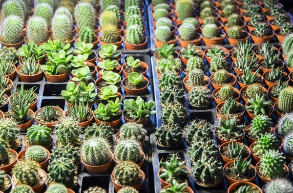 Cactus race op tuin — Stockfoto