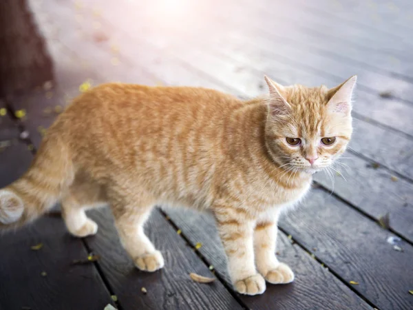 Sad face of kitty — Stock Photo, Image