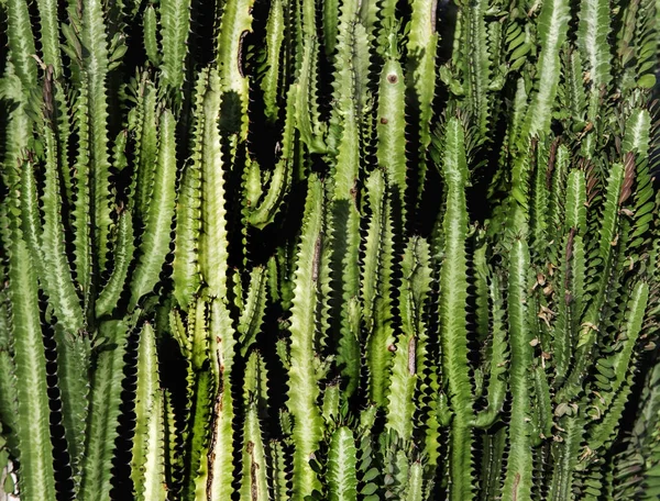 Texture de cactus vert en été — Photo