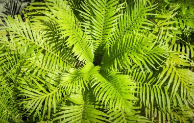 Fern yaprak üstten görünüm Merkezi'nden ile