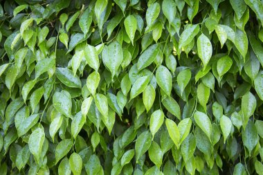 yağmur damlası ile yaprak yeşil